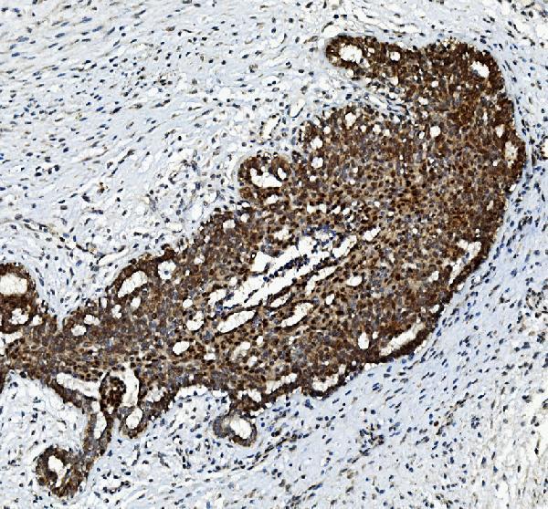  IHC analysis of FGF2 using anti-FGF2 antibody (A00121-1)