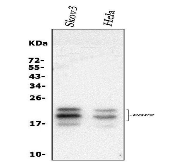  Western blot analysis of FGF2 using anti-FGF2 antibody (A00121-1)