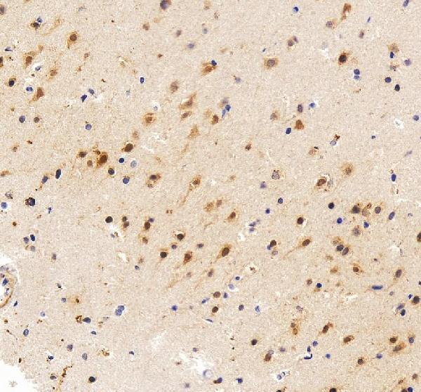 a00121 3 fgf2 primary antibodies ihc testing 5