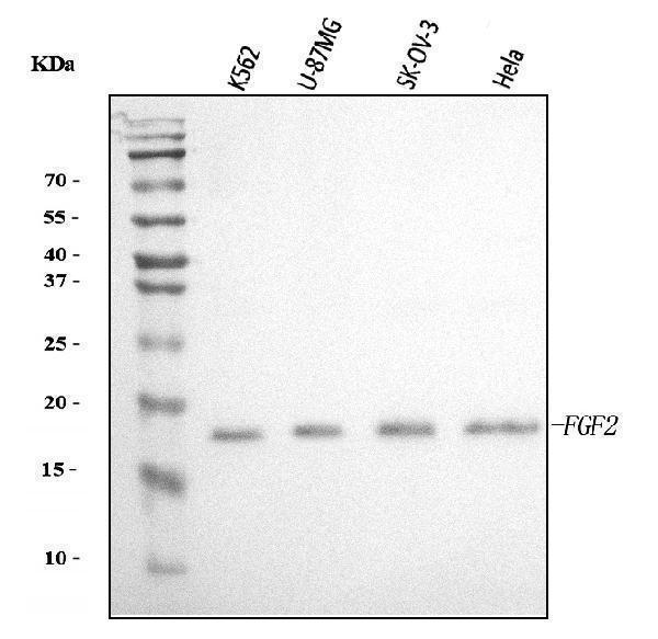  Western blot analysis of FGF2 using anti-FGF2 antibody (A00121-3)