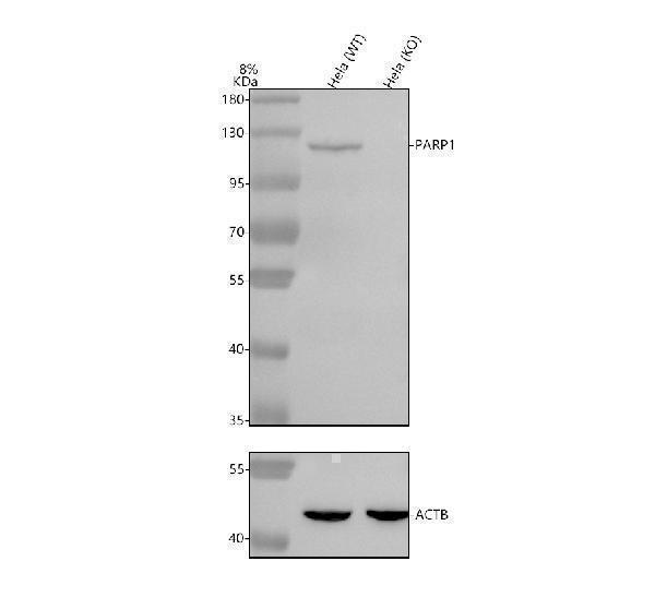 Western blot analysis of PARP1 using anti-PARP1 antibody (A00122-2)