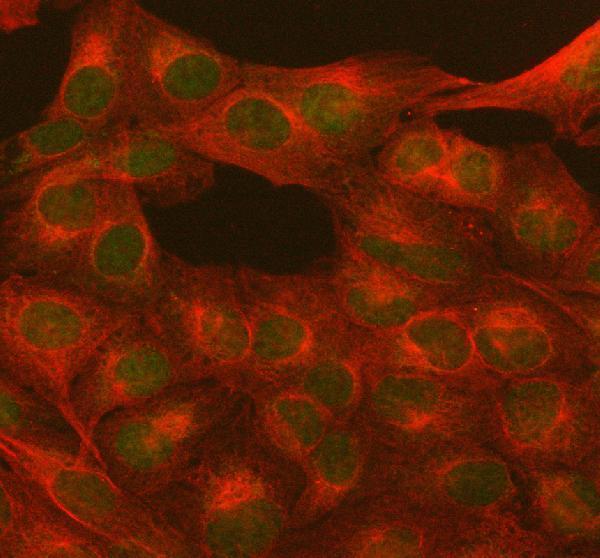  IF analysis of PARP1 using anti-PARP1 antibody (A00122-2) and anti-Beta Tubulin antibody (M01857-3)