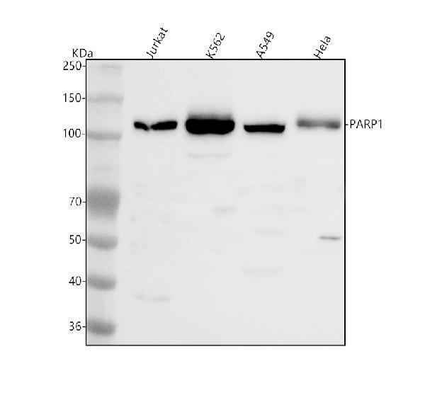  Western blot analysis of PARP1 using anti-PARP1 antibody (A00122-2)
