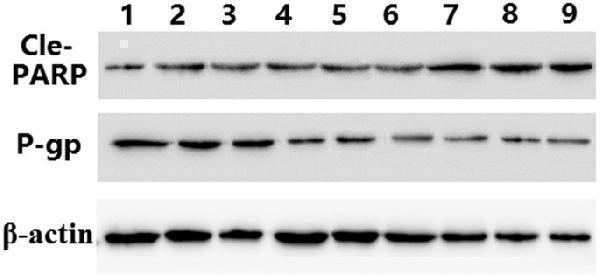 a00122 41598_2017_article_bfsrep42465_fig18_html