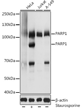 Western blot analysis of extracts of various cell lines, using PARP1 antibody  at 1:3000 dilution