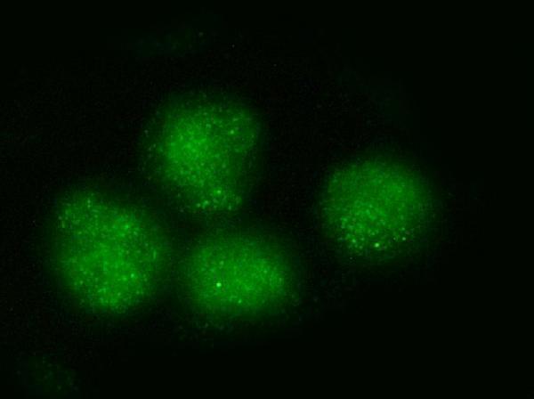 IF analysis of BRD4 using anti-BRD4 antibody (A00123-2)