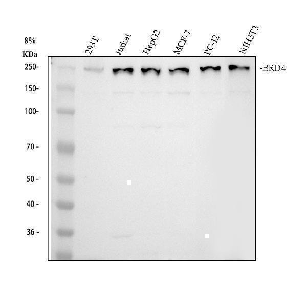 Western blot analysis of BRD4 using anti-BRD4 antibody (A00123-2)