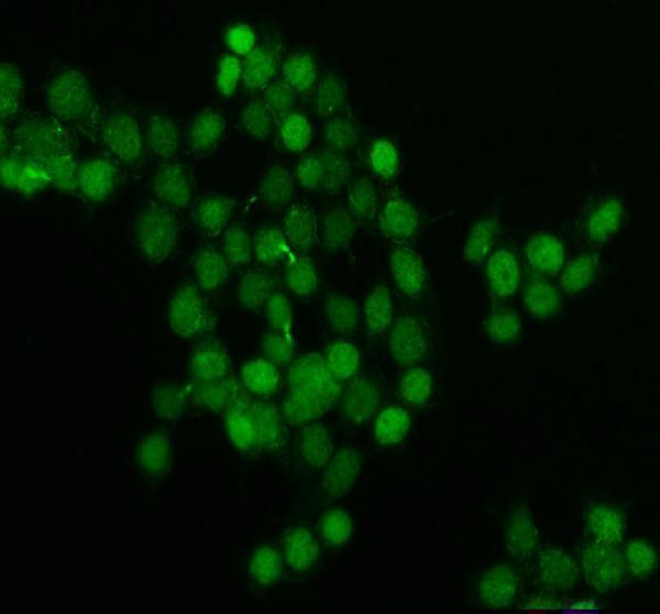 a00123 3 brd4 primary antibodies if testing 2_1