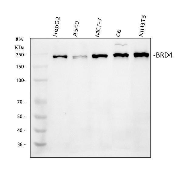 a00123 3 brd4 primary antibodies wb testing 1_1
