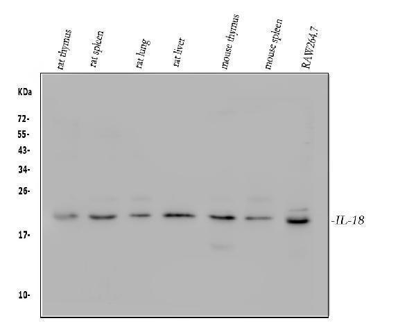  Western blot analysis of IL18 using anti-IL18 antibody (A00124-1)