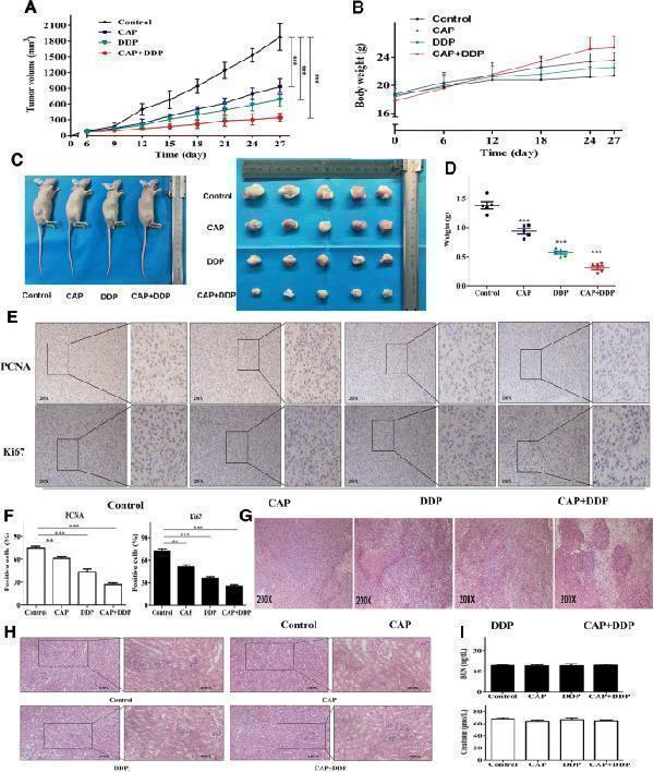 Effects of each treatment on the growth of human OS xenograft tumors