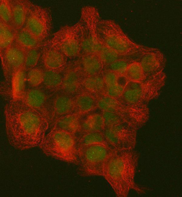 a00125 pcna primary antibodies if testing 9