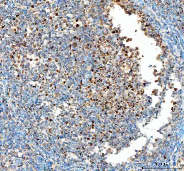 a00125 pcna primary antibodies ihc testing 4