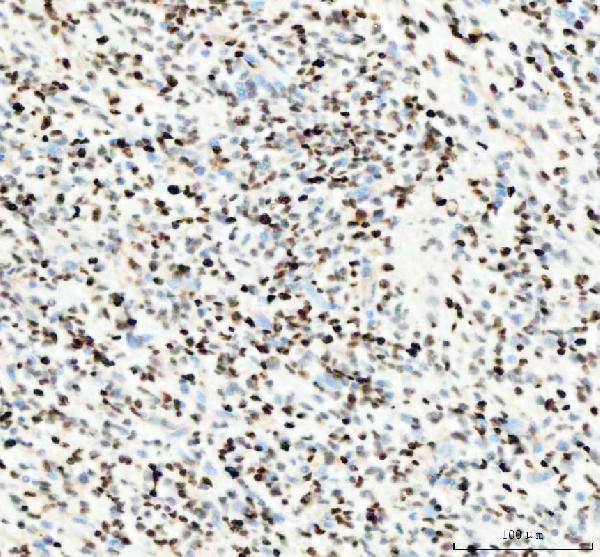 a00125 pcna primary antibodies ihc testing 6