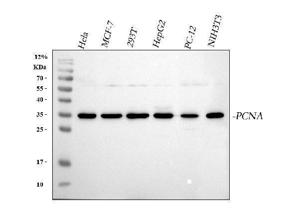 a00125 pcna primary antibodies wb testing 1