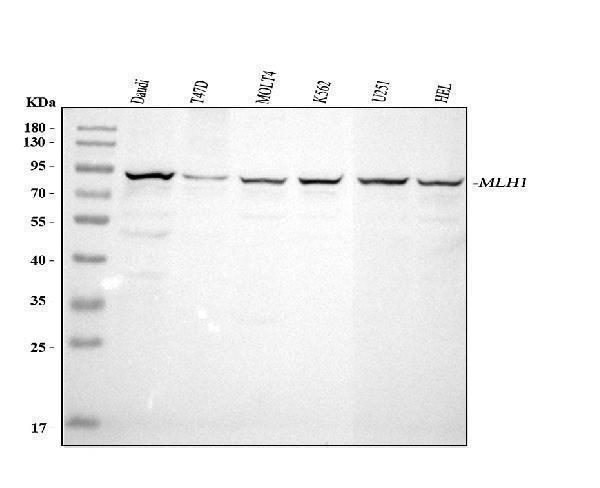  Western blot analysis of MLH1 using anti-MLH1 antibody (A00126-1)