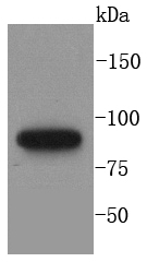 a00126 mlh1 primary antiboties wb testing 1