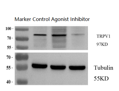 a00128 4 trpv1 primary antibodies wb testing 2