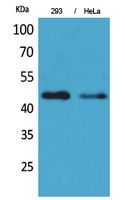 Western Blot analysis of 293, HeLa cells using IDH1 Polyclonal Antibody