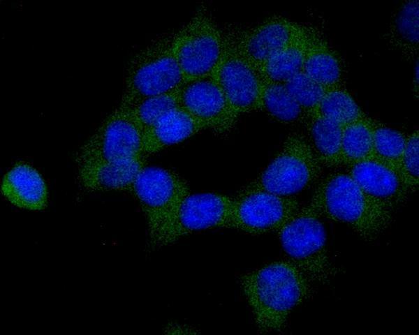 ICC staining CBS in 293T cells (green)