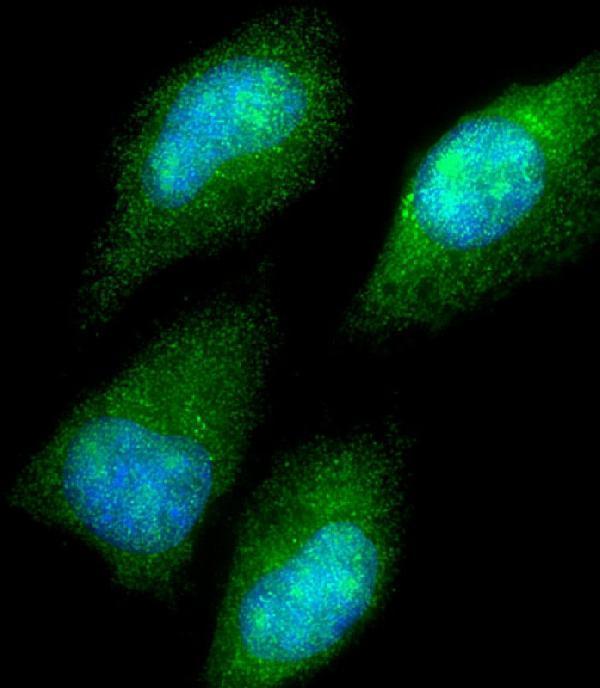 Immunofluorescent analysis of 4% paraformaldehyde-fixed, 0