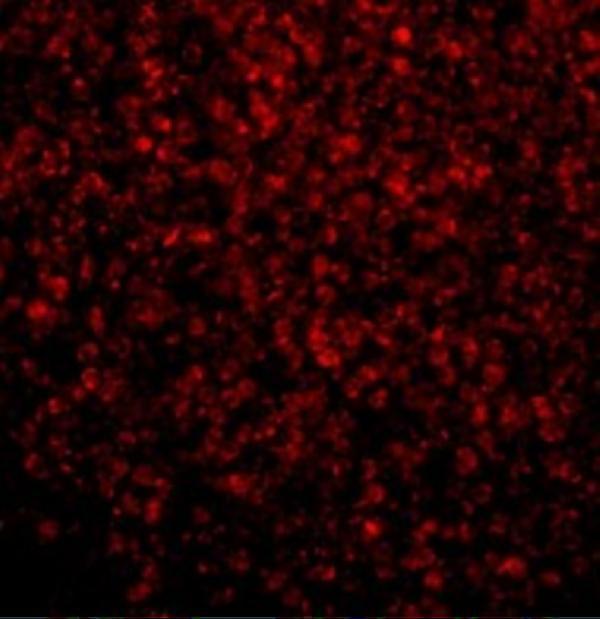 a00131 1 tlr2 primary antibodies if testing 3