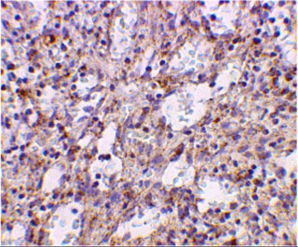 a00131 1 tlr2 primary antibodies ihc testing 2