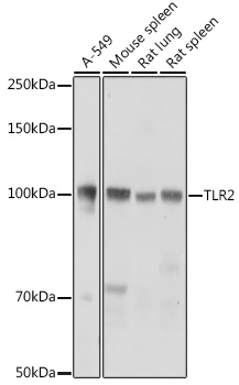 a00131 3 tlr2 primary antiboties wb testing 1