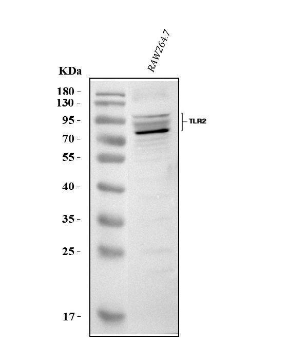  Western blot analysis of Tlr2 using anti-Tlr2 antibody (A00131-4)