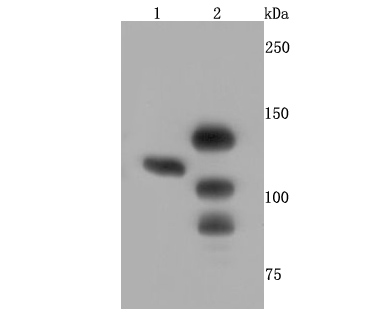 Western blot analysis of CTCF on different cell lysates using anti-CTCF antibody at 1/500 dilution