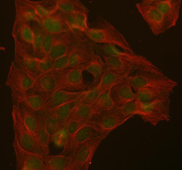 a00133 1 abl1 primary antibodies if testing 2