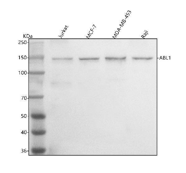 a00133 1 abl1 primary antibodies wb testing 1
