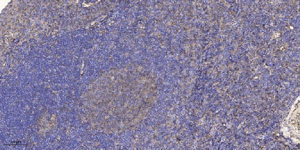 a00133t735 abl1 primary antibodies ihc testing 1