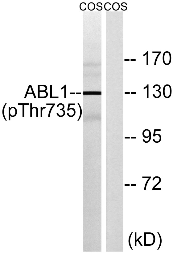 a00133t735 abl1 primary antibodies wb testing 2