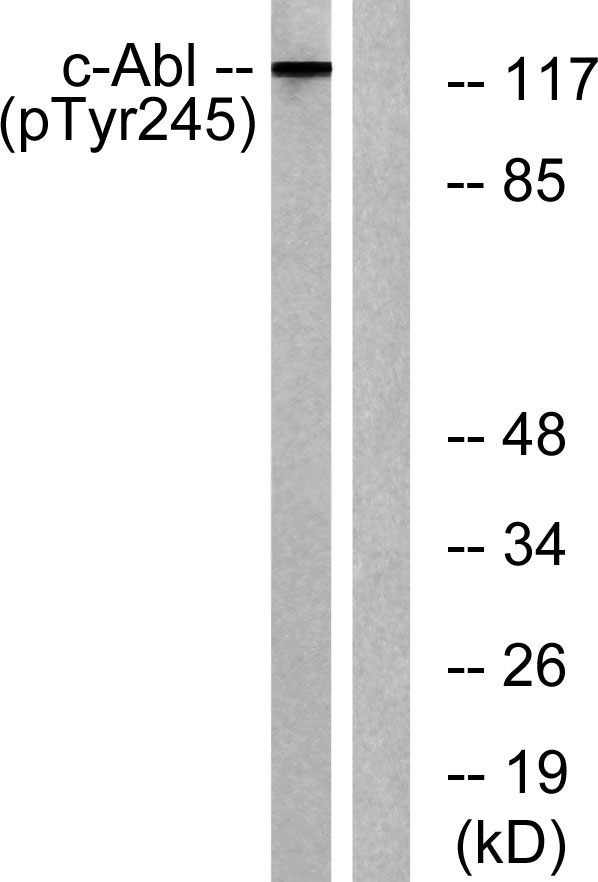 a00133y245 abl1 primary antibodies wb testing 2