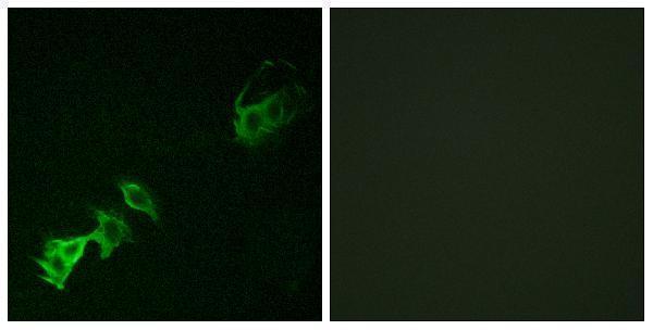 a00133y393 1 abl1 primary antibodies if testing 1