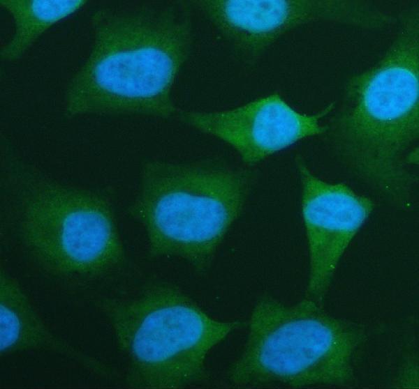 IF analysis of EIF4E using anti-EIF4E antibody (A00135-1)