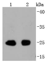 Western blot analysis of Phospho-eIF4E(S209) on different lysates using anti-Phospho-eIF4E(S209) antibody at 1/1,000 dilution
