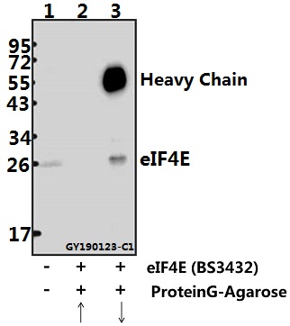 Immunoprecipitation of HEK293T cell lysate using eIF4E (T203) polyclonal antibody (Sepharose Bead Conjugate) #BD0048(lane 2 and lane 3)