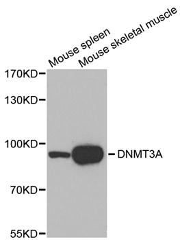 a00136 1 dnmt3a primary antiboties wb testing 1