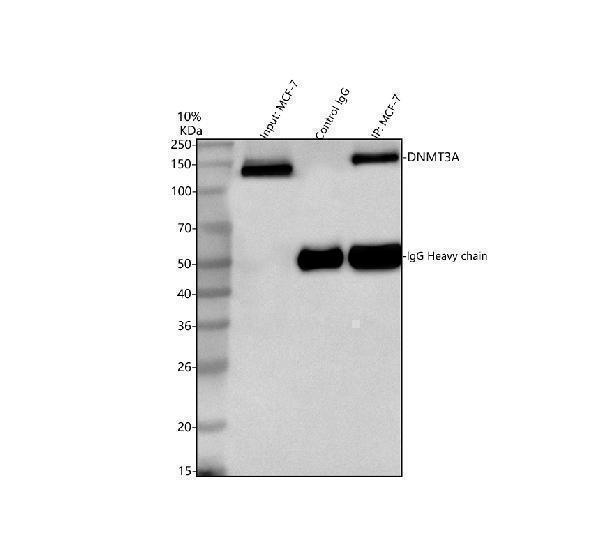 a00136 2 dnmt3a primary antibodies ip testing 4