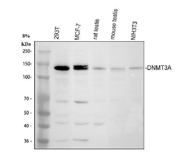  Western blot analysis of DNMT3A using anti-DNMT3A antibody (A00136-2)