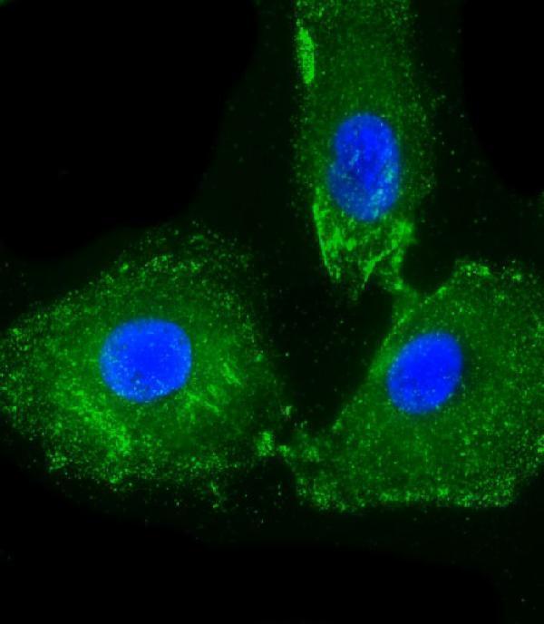 Immunofluorescent analysis of 4% paraformaldehyde-fixed, 0