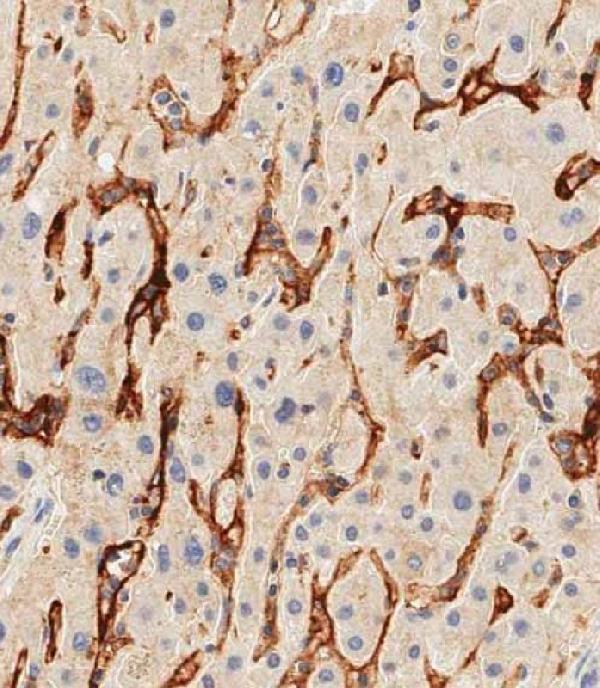 a00137 1 anti cd14 antibody n term ihc p leica testing 6