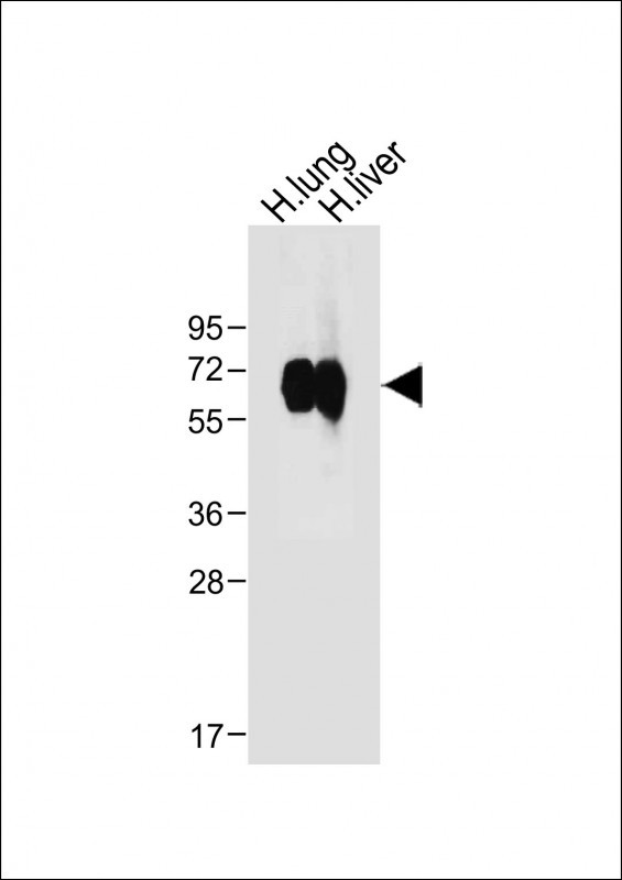 All lanes : Anti-CD14 Antibody (N-term) at 1:1000 dilutionLane 1: Human lung tissue lysateLane 2: Human liver tissue lysateLysates/proteins at 20 µg per lane