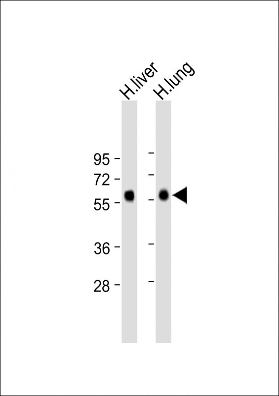 a00137 1 anti cd14 antibody n term wb testing 5