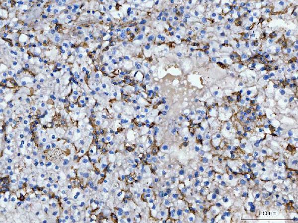 a00137 2 cd14 primary antibodies ihc testing 4