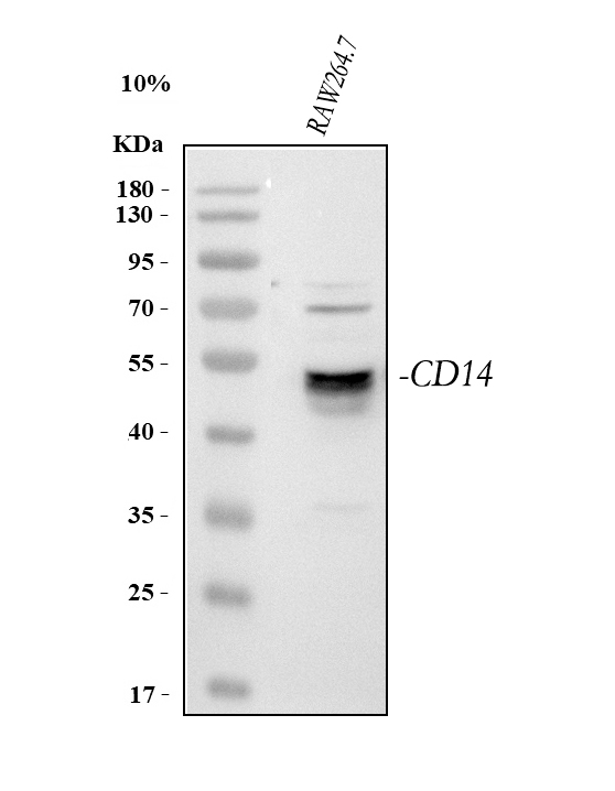  Western blot analysis of Cd14 using anti-Cd14 antibody (A00137-3)