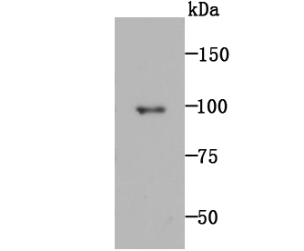 Western blot analysis of MMP9 on rat spleen tissue lysate using anti-MMP9 antibody at 1/1,000 dilution