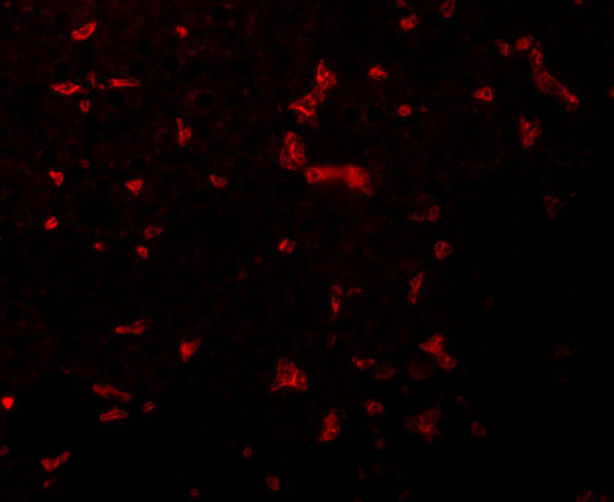 Immunofluorescence of RIPK1 in Mouse Kidney cells with RIPK1 antibody at 20 μg/mL